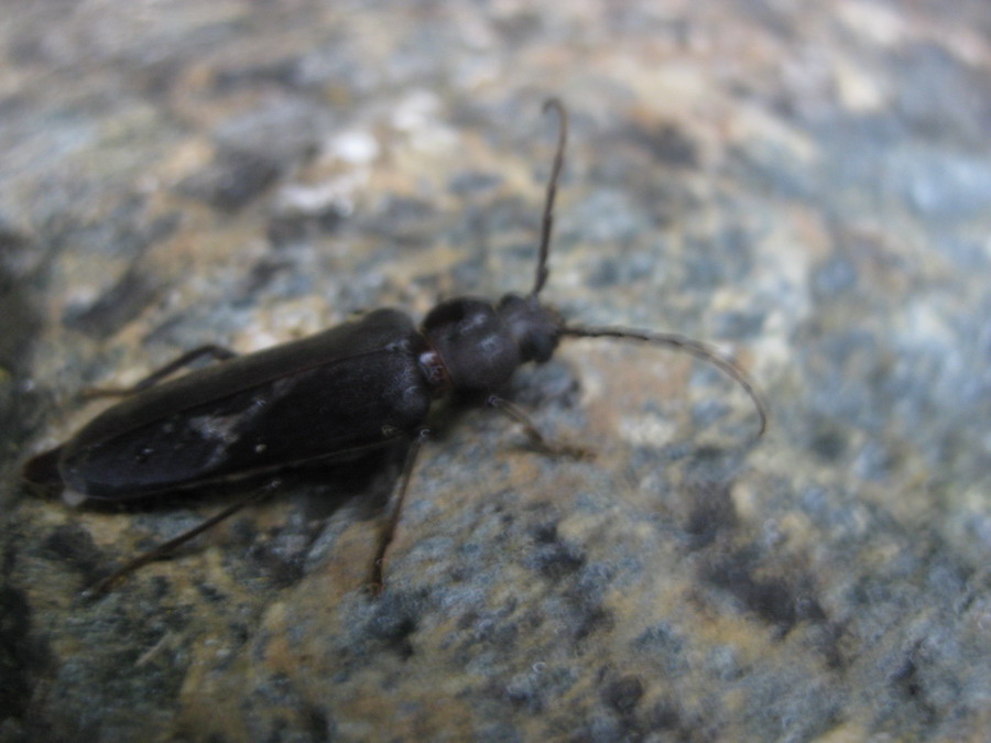 Carabidae?         No, Cerambycidae: Arhopalus cfr ferus